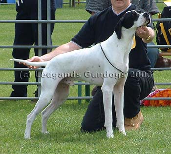 5th Post Graduate Dog